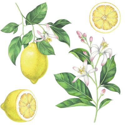 Crearreda Stciker adesivo Lemons 2 fogli decorazione per parete 31x31 cm Crearreda Stciker adesivo Lemons 2 fogli decorazione per parete 31x31 cm