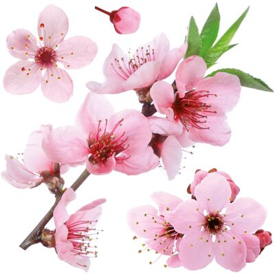 Crearreda Adesivo decorativo per parete Cherry Blossom 2 fogli 31x31 cm Crearreda Adesivo decorativo per parete Cherry Blossom 2 fogli 31x31 cm