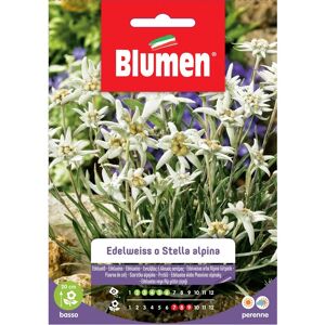 Blumen Semi Edelweiss o stella alpina Blumen Semi Edelweiss o stella alpina