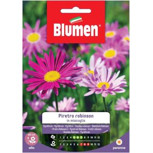 BLUMEN - Mix di piretro Robinson perenne - Pianta per bordure alte - Pianta BLUMEN - Mix di piretro Robinson perenne - Pianta per bordure alte - Pianta