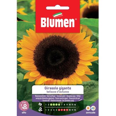 Blumen Semi girasole gigante Bellezza d`autunno Blumen Semi girasole gigante Bellezza d`autunno