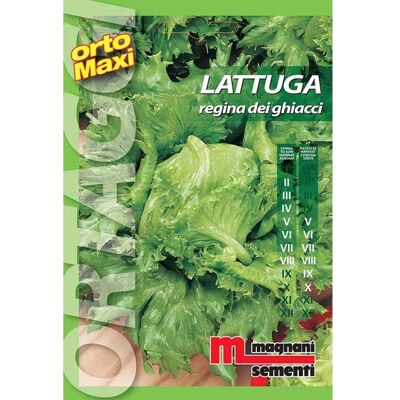 Semi orto maxi Lattuga regina di ghiaccio Semi orto maxi Lattuga regina di ghiaccio