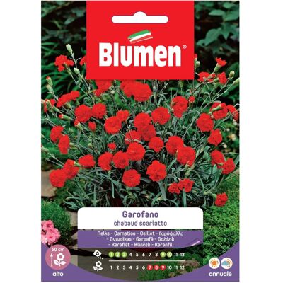 Blumen Semi Garofano chabaud bianco screziato Blumen Semi Garofano chabaud bianco screziato