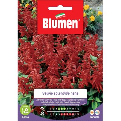Blumen Semi Salvia splendida nana Blumen Semi Salvia splendida nana