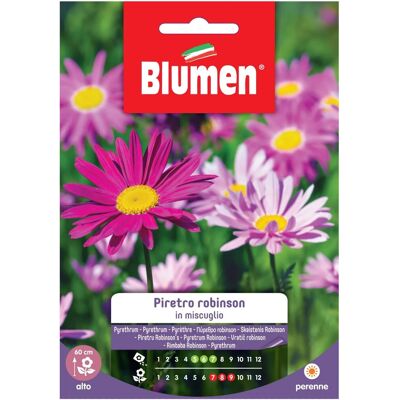 BLUMEN - Mix di piretro Robinson perenne - Pianta per bordure alte - Pianta BLUMEN - Mix di piretro Robinson perenne - Pianta per bordure alte - Pianta
