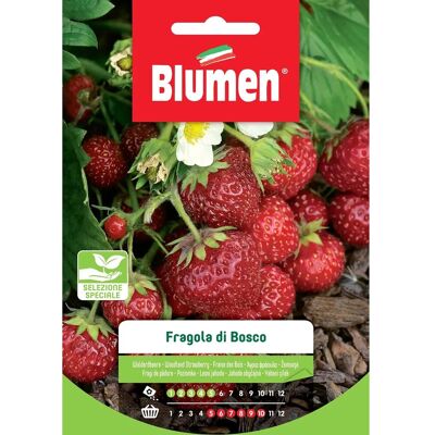 Semi Blumen Fragola di Bosco - Pianta di Frutta Semi Blumen Fragola di Bosco - Pianta di Frutta