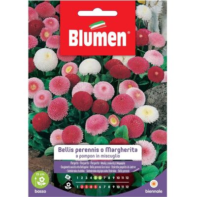 Blumen Semi Bellis perennis o Margherita pompon Blumen Semi Bellis perennis o Margherita pompon