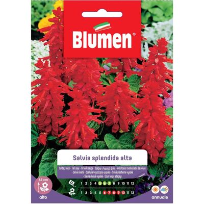 Blumen Semi Salvia splendida alta Blumen Semi Salvia splendida alta