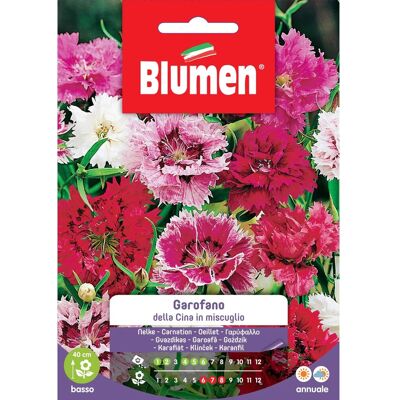 Blumen Semi Garofano della cina in miscuglio Blumen Semi Garofano della cina in miscuglio