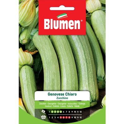 BLUMEN - Zucchino Genovese Chiaro - Ciclo precoce - Pianta a cespuglio - Semi BLUMEN - Zucchino Genovese Chiaro - Ciclo precoce - Pianta a cespuglio - Semi