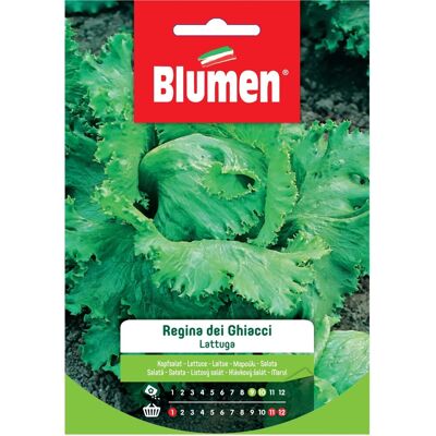 Blumen Semi Lattuga regina dei ghiacci 20 g Blumen Semi Lattuga regina dei ghiacci 20 g