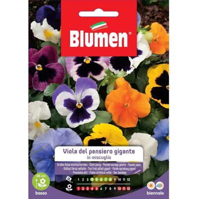 Semi di Viola del Pensiero Gigante - Semi di fiori Semi di Viola del Pensiero Gigante - Semi di fiori
