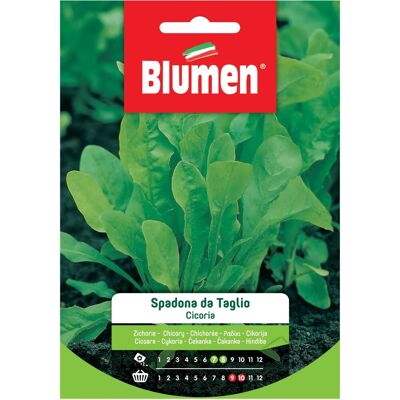BLUMEN - Semi di Cicoria Spadona da Taglio BLUMEN - Semi di Cicoria Spadona da Taglio