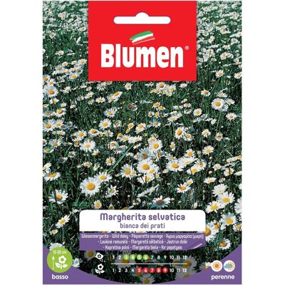 Blumen Semi Margheritina selvatica bianca dei prati Blumen Semi Margheritina selvatica bianca dei prati