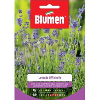 BLUMEN Semi Lavanda Officinalis - Semi BLUMEN Semi Lavanda Officinalis - Semi