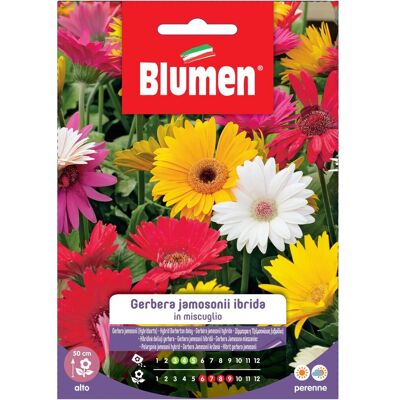 Blumen Semi Gerbera jamesonii in miscuglio Blumen Semi Gerbera jamesonii in miscuglio