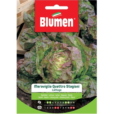 Blumen Meraviglia Quattro Stagioni - Semi di Lattuga Blumen Meraviglia Quattro Stagioni - Semi di Lattuga