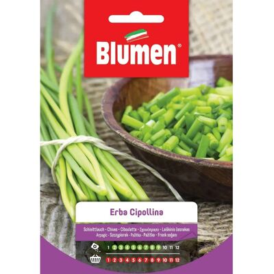 Semi di Erbe BLUMEN - Foglie tubulari verde scuro - Pianta aromatica perenne Semi di Erbe BLUMEN - Foglie tubulari verde scuro - Pianta aromatica perenne