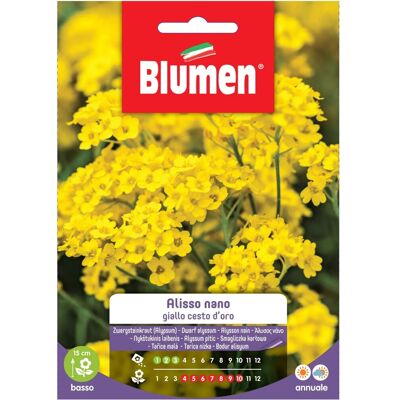 BLUMEN - Semi di fiori nano gialli Alisso per bordure basse BLUMEN - Semi di fiori nano gialli Alisso per bordure basse