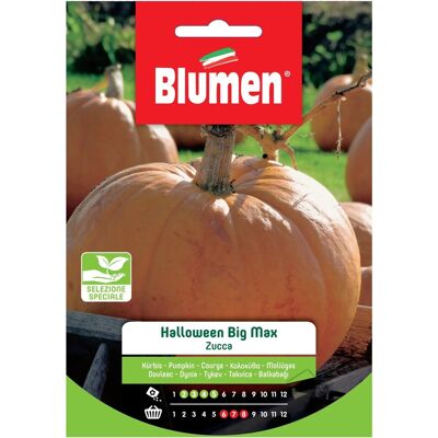 Semi di zucca biologici Blumen per Halloween - Semi Semi di zucca biologici Blumen per Halloween - Semi