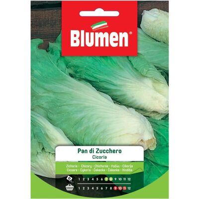 Blumen Semi Cicoria Pan di zucchero Blumen Semi Cicoria Pan di zucchero