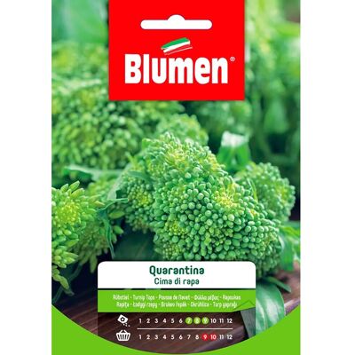 Blumen Semi Cima di rapa Quarantina Blumen Semi Cima di rapa Quarantina