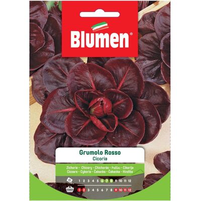 BLUMEN - Semi di Cicoria Rosso Grumolo - Semi di orto BLUMEN - Semi di Cicoria Rosso Grumolo - Semi di orto