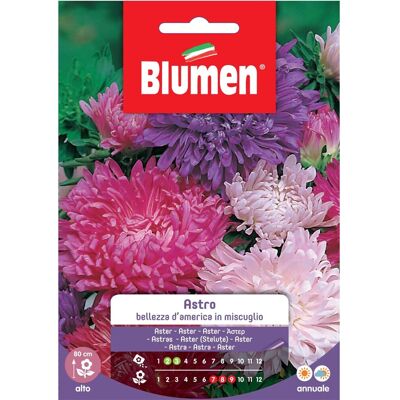 Blumen Semi Astro bellezza d`america in miscuglio Blumen Semi Astro bellezza d`america in miscuglio