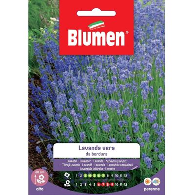 Blumen Semi lavanda da bordura Blumen Semi lavanda da bordura