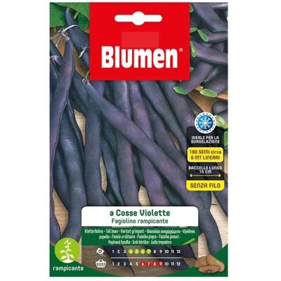 Blumen Semi Fagiolini Rampicanti A Cosse Violette Blumen Semi Fagiolini Rampicanti A Cosse Violette