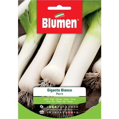 Blumen Semi Porro gigante bianco 20 g Blumen Semi Porro gigante bianco 20 g