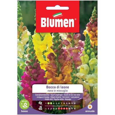 BLUMEN Semi di bocca di leone nana - Semi di fiori BLUMEN Semi di bocca di leone nana - Semi di fiori