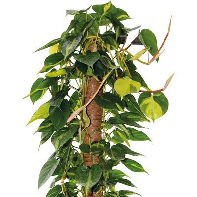 Bastone muschiato 60 cm Ø 32 mm Bastone muschiato 60 cm Ø 32 mm