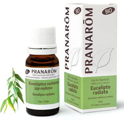 Galeo Olio Essenziale Eucalyptus Radiata 10ml One Size Galeo Olio Essenziale Eucalyptus Radiata 10ml One Size