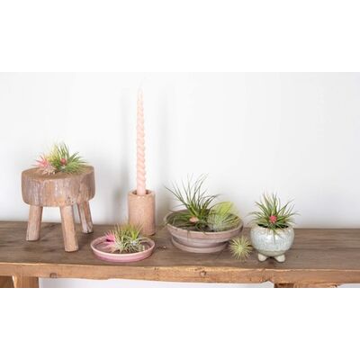 groupon 5 Piante D Aria Tillandsia groupon 5 Piante D Aria Tillandsia