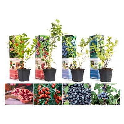 OH2 Set Di 4 Piante Da Frutto Per Frullati Vitaminici OH2 Set Di 4 Piante Da Frutto Per Frullati Vitaminici
