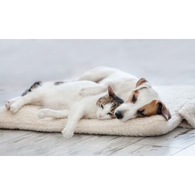 Datex Panna Tappetino Riscaldante per Cani e Gatti Datex Panna Tappetino Riscaldante per Cani e Gatti