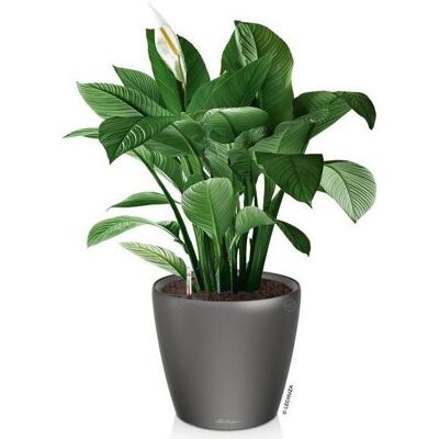 Lechuza, Vaso da fiori, Classico LS (49.50 x 46.50 cm) Lechuza, Vaso da fiori, Classico LS (49.50 x 46.50 cm)