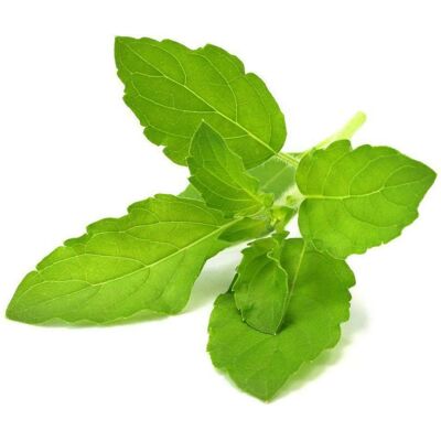 Click and Grow, Semi, Basilico (Semi di erbe) Click and Grow, Semi, Basilico (Semi di erbe)