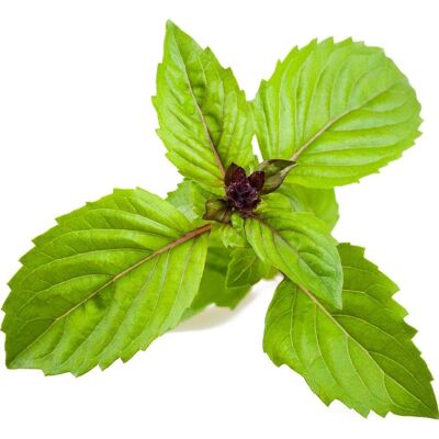 Click and Grow, Semi, Semi Cannella basilico (Semi di erbe) Click and Grow, Semi, Semi Cannella basilico (Semi di erbe)
