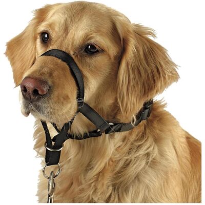 Kerbl Imbracatura per la formazione e l'istruzione (5, Cane, Sport cane), Collare + Guinzaglio Kerbl Imbracatura per la formazione e l'istruzione (5, Cane, Sport cane), Collare + Guinzaglio