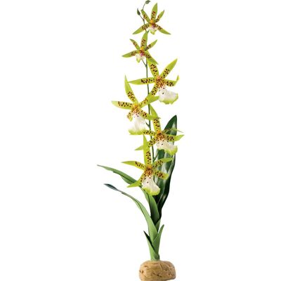 Exo Terra Orchidea ragno, Decorazione terrario Exo Terra Orchidea ragno, Decorazione terrario