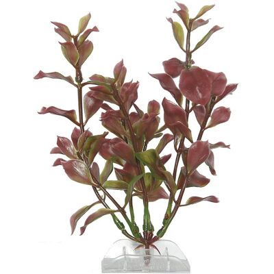 6x Tetra ludwigia rossa (Decorazione, Piante), Decorazione per acquario 6x Tetra ludwigia rossa (Decorazione, Piante), Decorazione per acquario