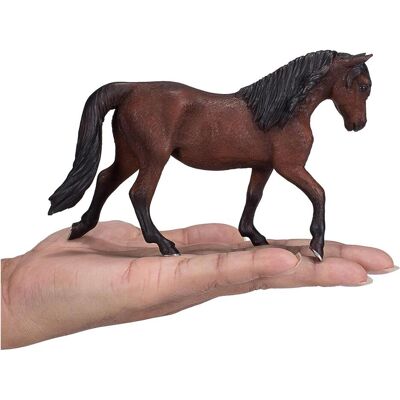 small foot Morgan Stallion marrone small foot Morgan Stallion marrone