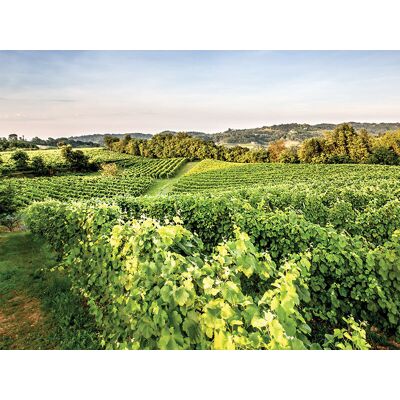Smartbox Degustazione di vini in Veneto per due Smartbox Degustazione di vini in Veneto per due