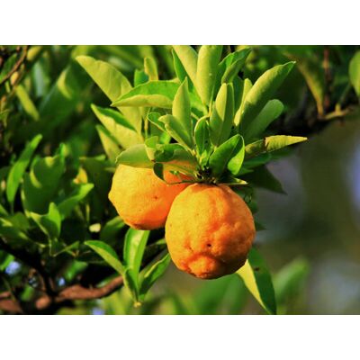 Smartbox Emozioni sorrentine: degustazione di limoncello e cena per 2 Smartbox Emozioni sorrentine: degustazione di limoncello e cena per 2