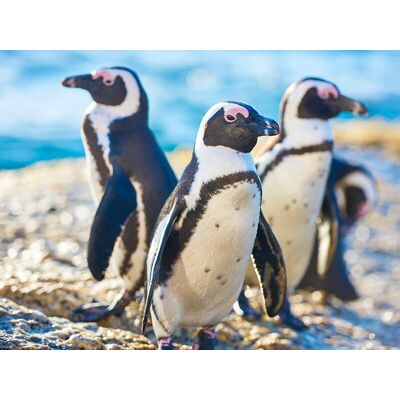 Smartbox Acquario di Cattolica: 2 ingressi adulti con snack incluso Smartbox Acquario di Cattolica: 2 ingressi adulti con snack incluso