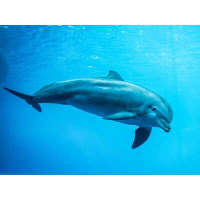 Smartbox Acquario di Genova: 2 biglietti giornalieri adulto e 1 biglietto bambino con pranzo Smartbox Acquario di Genova: 2 biglietti giornalieri adulto e 1 biglietto bambino con pranzo