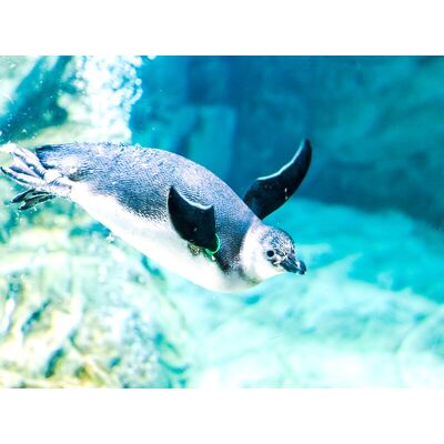 Smartbox In famiglia all'Acquario di Genova: 1 ingresso con pranzo incluso per 2 adulti e 2 bambini Smartbox In famiglia all'Acquario di Genova: 1 ingresso con pranzo incluso per 2 adulti e 2 bambini