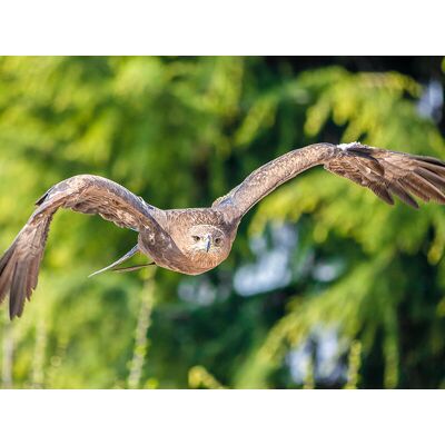 Smartbox Esperienza di falconeria con spettacolo e visita ai rapaci a Cividale del Friuli Smartbox Esperienza di falconeria con spettacolo e visita ai rapaci a Cividale del Friuli